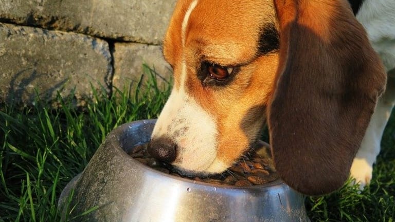 Why Do Dogs Flip Their Food Bowl Over Dog Discoveries