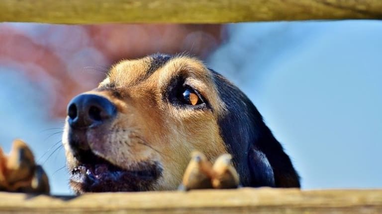 will a muzzle stop a dog from whining