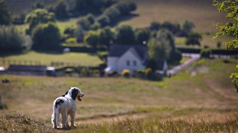 Why Do Spaniels Chase Birds?