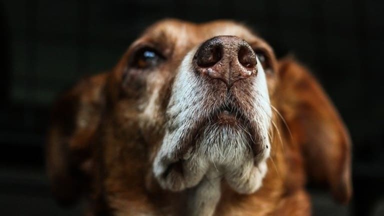 Ask the Vet: Why is My Dog Blowing Air Out of the Nose?