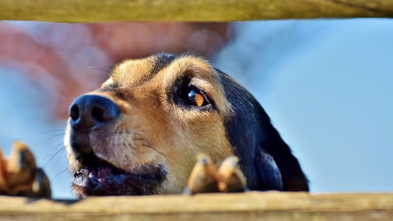 why do dogs bark at the ups truck