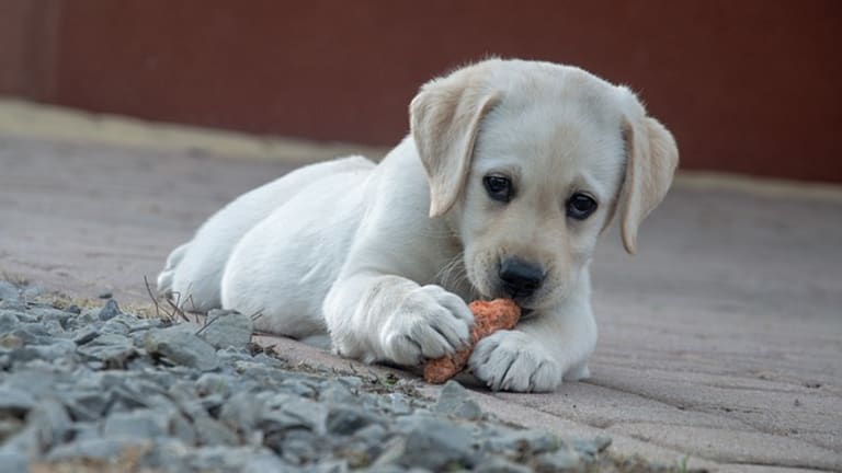 Ask the Vet: My Dog Ate Aluminum (Tin) Foil - Dog Discoveries