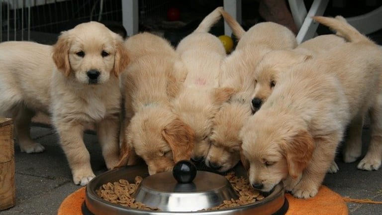 Ask The Vet At What Age Puppies Eat Dry Kibble Dog Discoveries