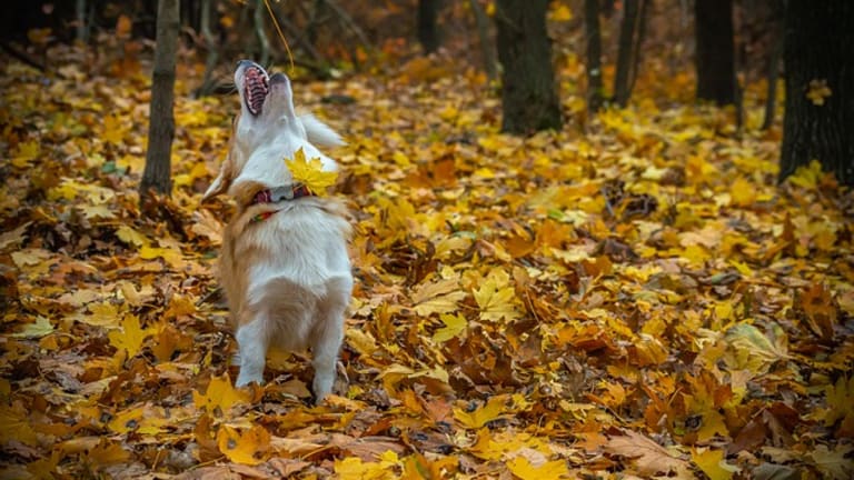 Ask a Dog Trainer: Why Do Corgis Bark So Much?