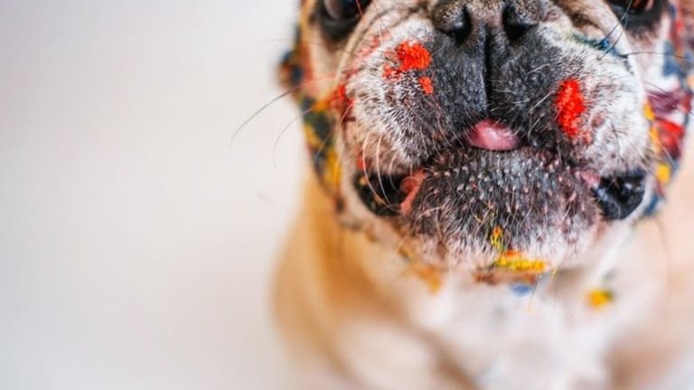Ask the Vet: My Dog Ate Crayons