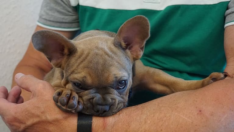 can you fly with an 8 week old puppy