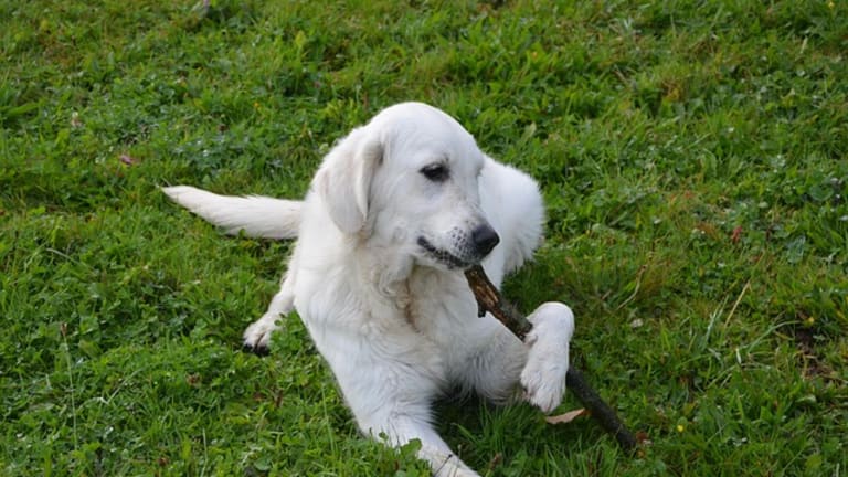 Ask the Vet: Why Do Dogs Eat Sticks?