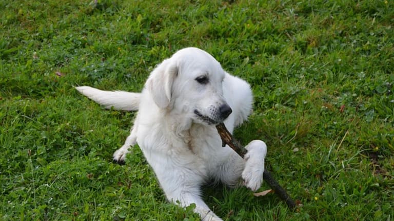 why do puppies eat sticks