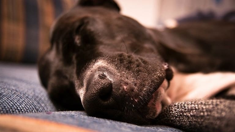 Why Do Dogs Sleep By Their Owner's Feet?