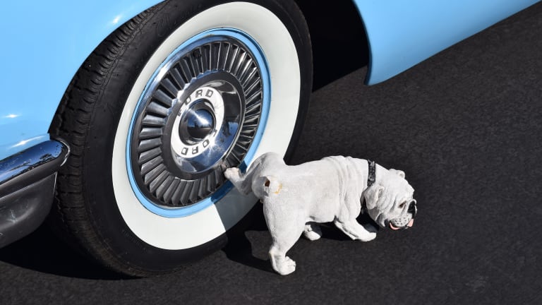 Why Do Dogs Pee On Tires?