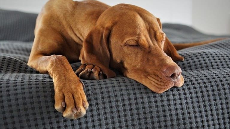 do worming tablets make dogs drowsy