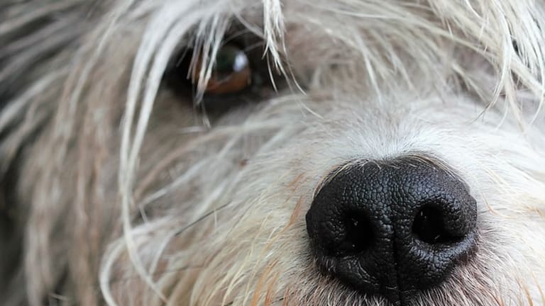 why do dogs have whiskers under their chin