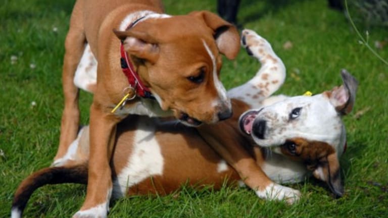 Why Do Dogs Jump on Other Dogs' Heads?