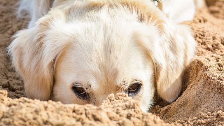 Ask a Dog Trainer: Why Do Dogs Eat Dirt?