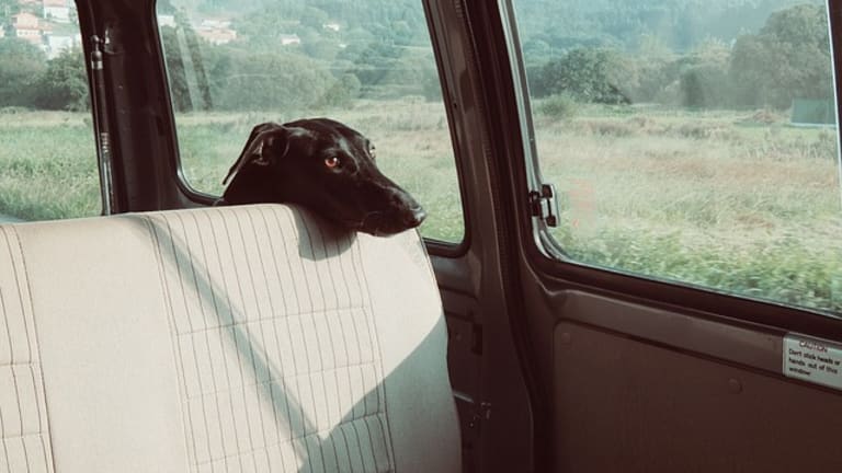 why do dogs get nervous in cars