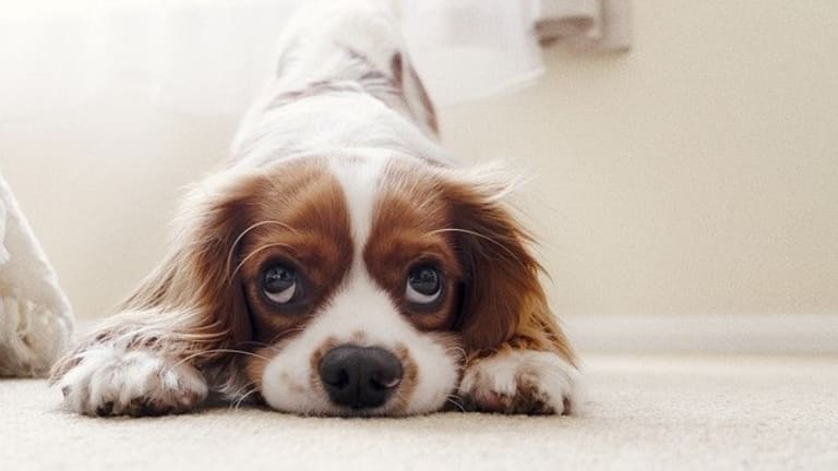 what causes dogs to get the hiccups