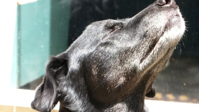 Six Fascinating Ways Dogs Release Pheromones