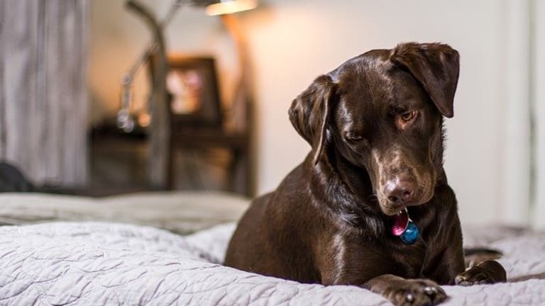 4 Reasons Dogs Pee on Beds (11 Solutions)