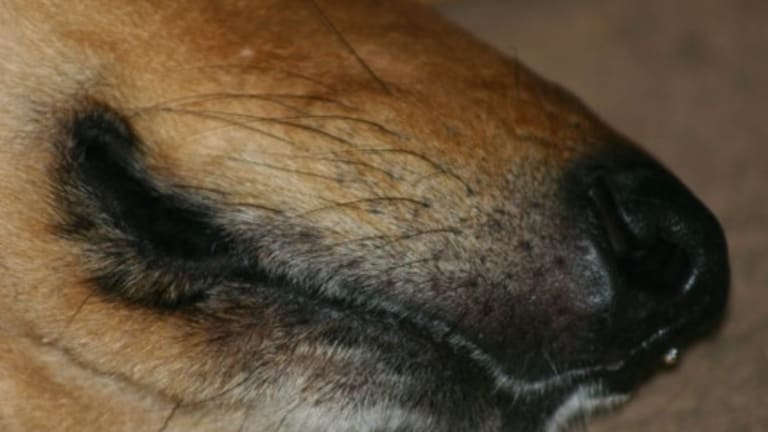 Five Fascinating Facts About Dog Whiskers