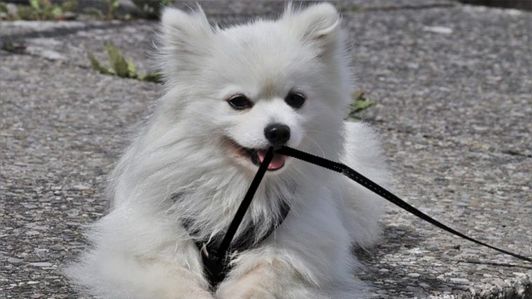 Why Do Puppies Bite Their Leash?