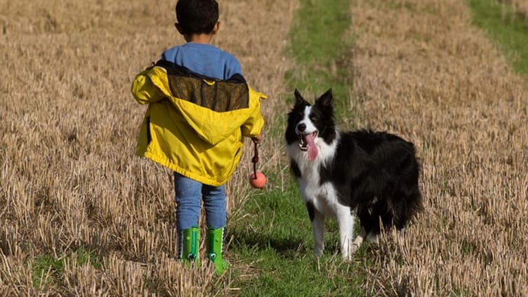 are border collies good with babies