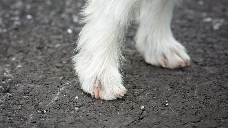 Why Do Dogs Get Yeast Infections on Their Feet?