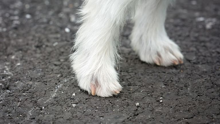 why-do-dogs-get-yeast-infections-on-their-feet-dog-discoveries