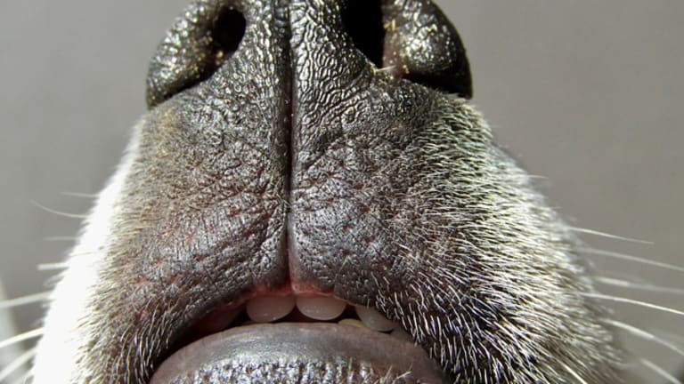 why do dogs have a split in their nose