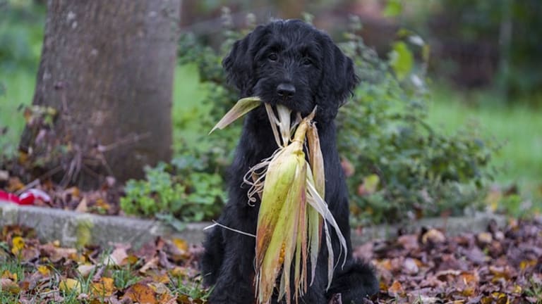 Ask the Vet: What to Do if Your Dog Ate Corn Cobs?