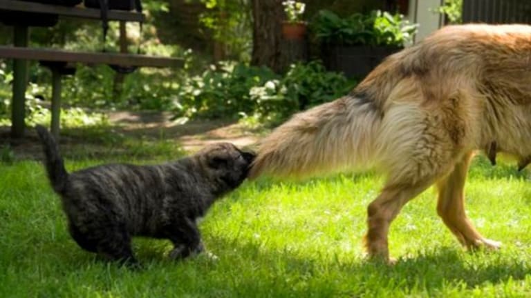 Dog losing hair on tail