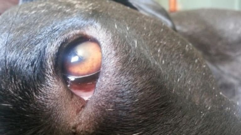 Episcleritis, Redness in the White of a Dog's Eye