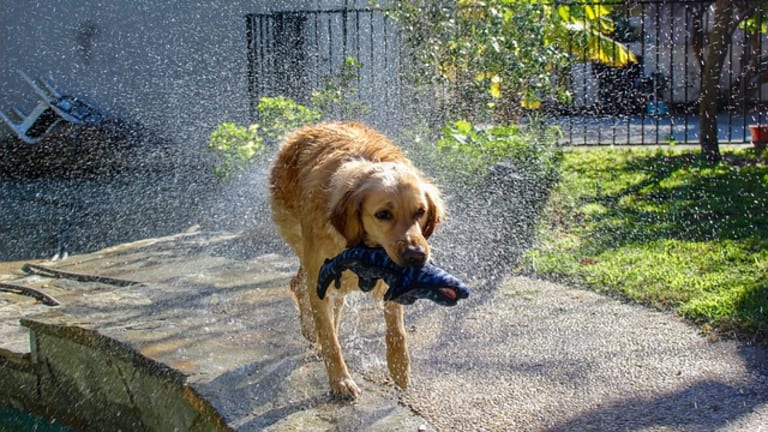 Why Do Golden Retrievers Like to Hold Stuff in Their Mouth? - Dog ...