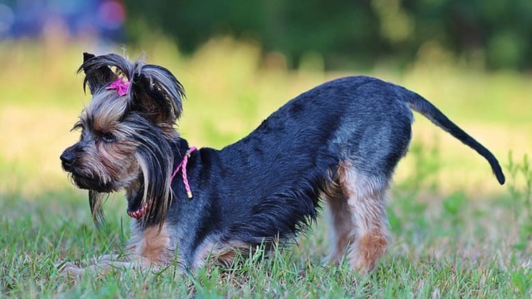 which dog breeds have hair instead of fur