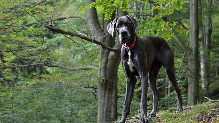 Do Great Danes Have High Prey Drive?