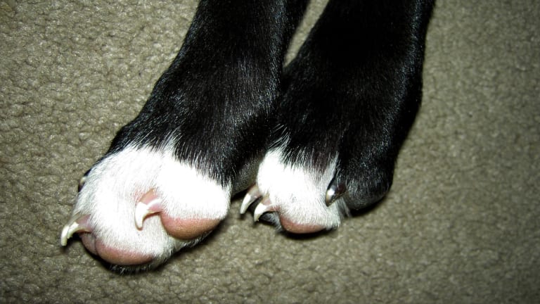 Surprise: Here's Why Your Dog's Feet Smell Like Popcorn