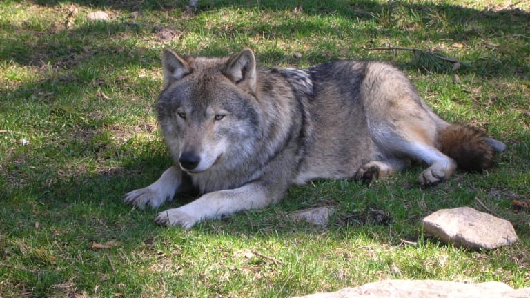 30 Fascinating Differences Between Wolves and Dogs