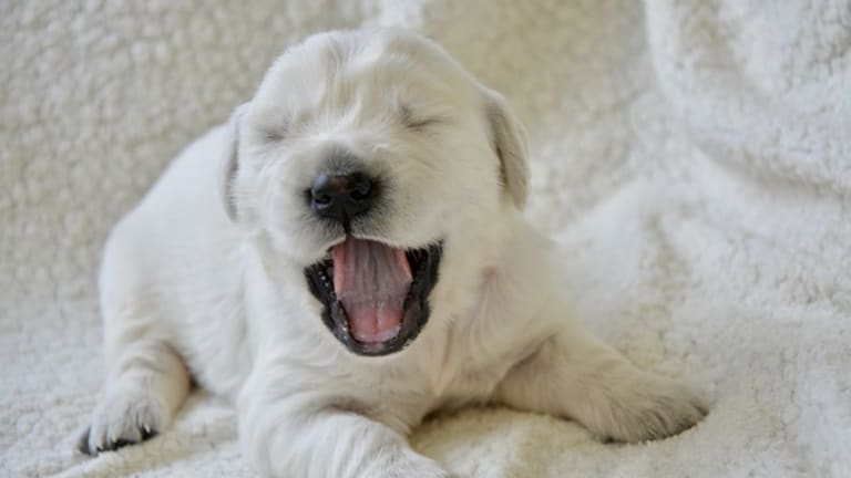 Ask the Vet: Why Do Newborn Puppies Cry?