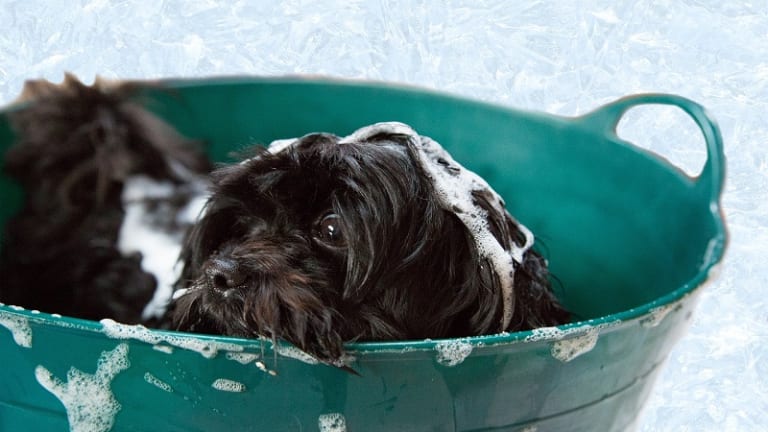 Groomer Shares Important Dog Shampoo Facts
