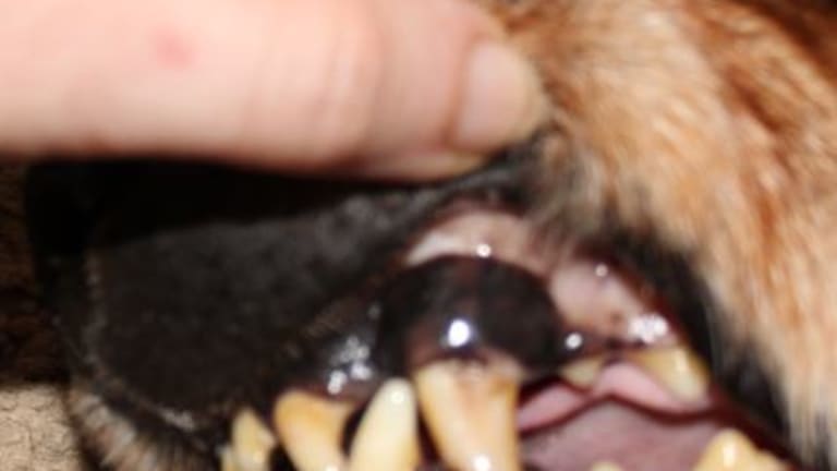 why-did-my-dog-s-gums-turn-black-with-pictures-dog-discoveries