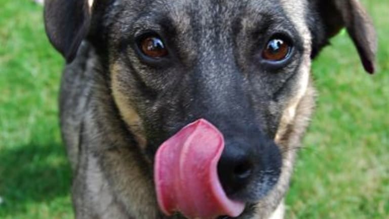 What is a Spatulate Tongue in Dogs?