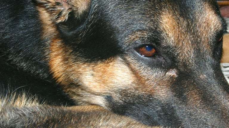 Aspiration Pneumonia in Dogs