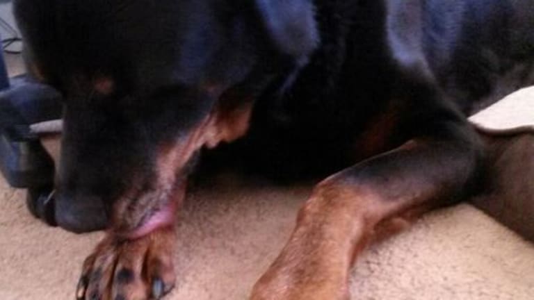 8 Fascinating Ways Dogs Groom Themselves
