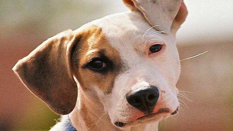 Five Fascinating Facts About A Dog's Neck