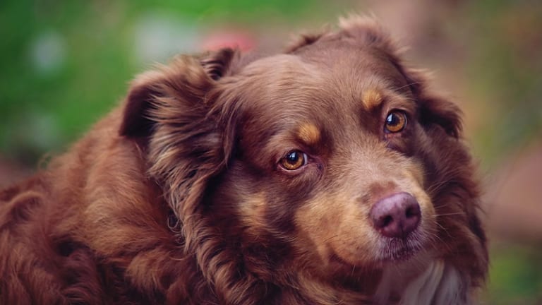 12 Ways to Help Your Dog Feel Safe