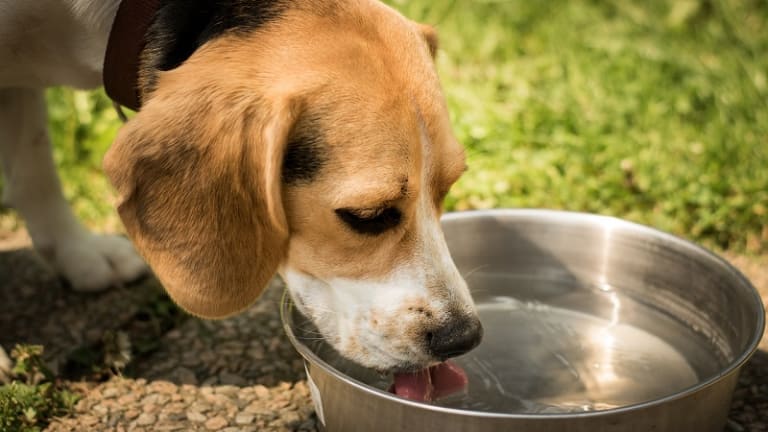 can dogs with megaesophagus drink water