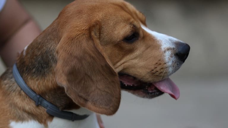 Can Dogs Hear Lower Frequencies than Humans?