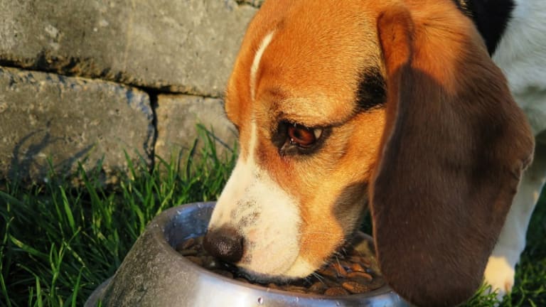 Ask the Vet: Bland Diet for a Dog's Upset Stomach