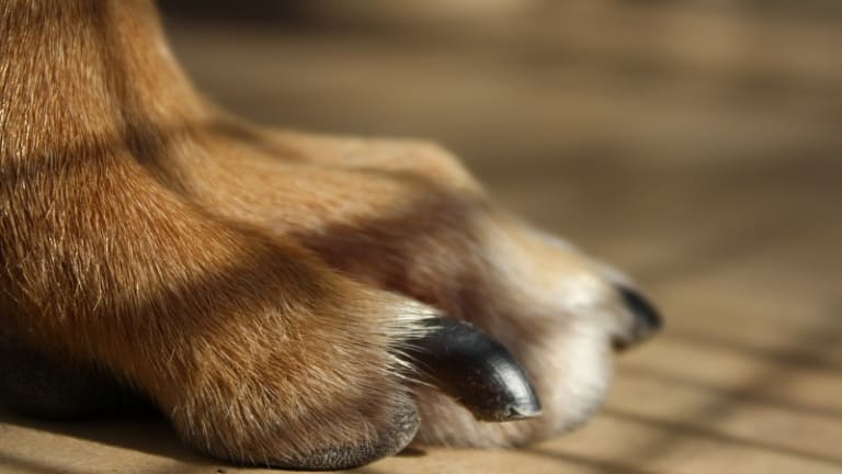 why do dogs have different colored nails