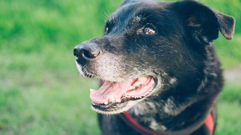 Ask the Vet: Do Dogs Go in Menopause?