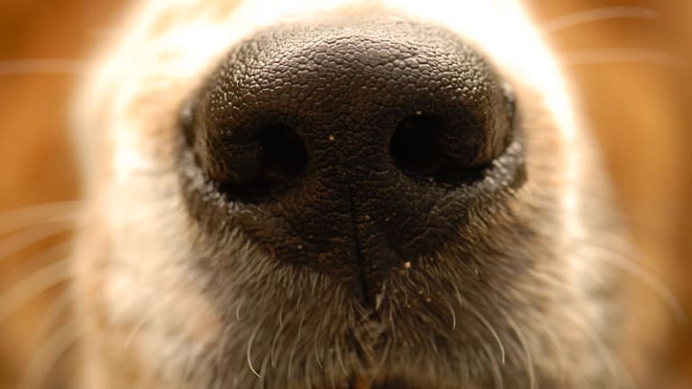 why do dogs have a split in their nose